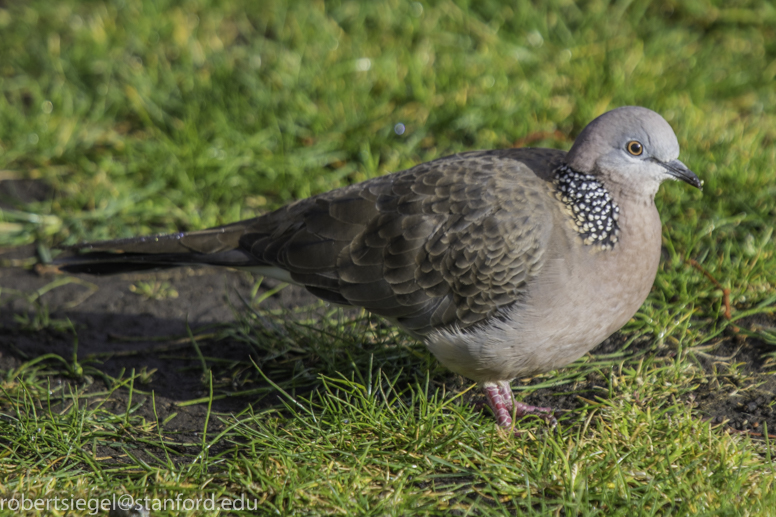 spotted dove